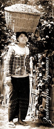 Foto: Hbsche Burmesin bei der Arbeit