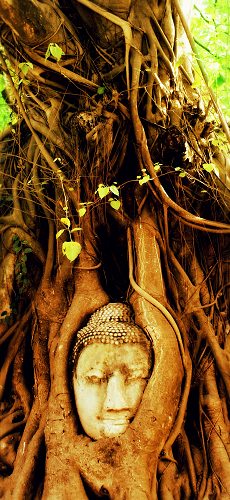 Foto: Urlaub in Thailand mit Dschungelsafari