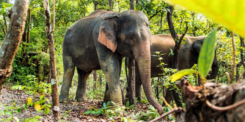 Foto: Urlaub in Thailand - Elefantenreiten in Koh Samui
