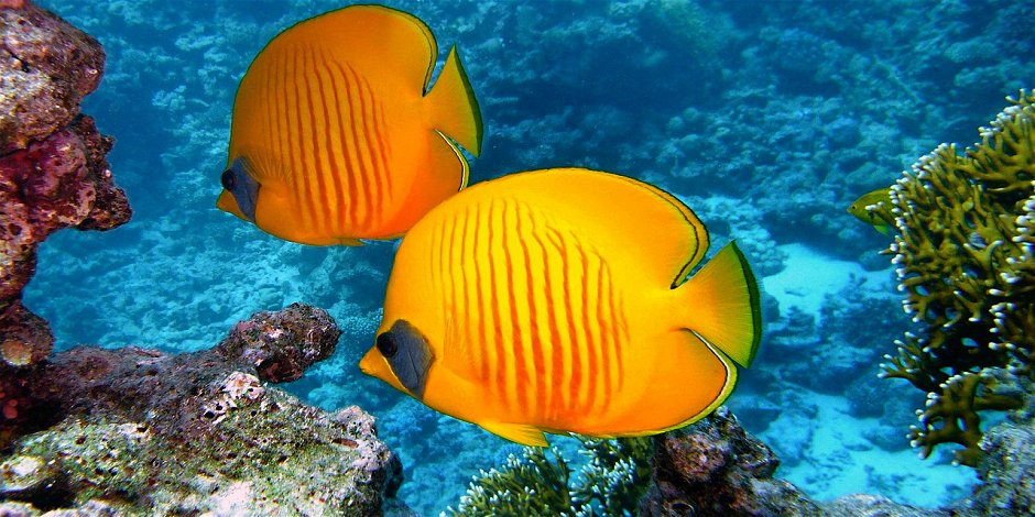 Foto: Urlaub in Thailand - Schnorcheltour zum Korallenriff Insle Koh Nang-Yuan